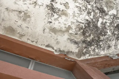 Mold-Damage-Repair--in-Chicago-Illinois-mold-damage-repair-chicago-illinois.jpg-image