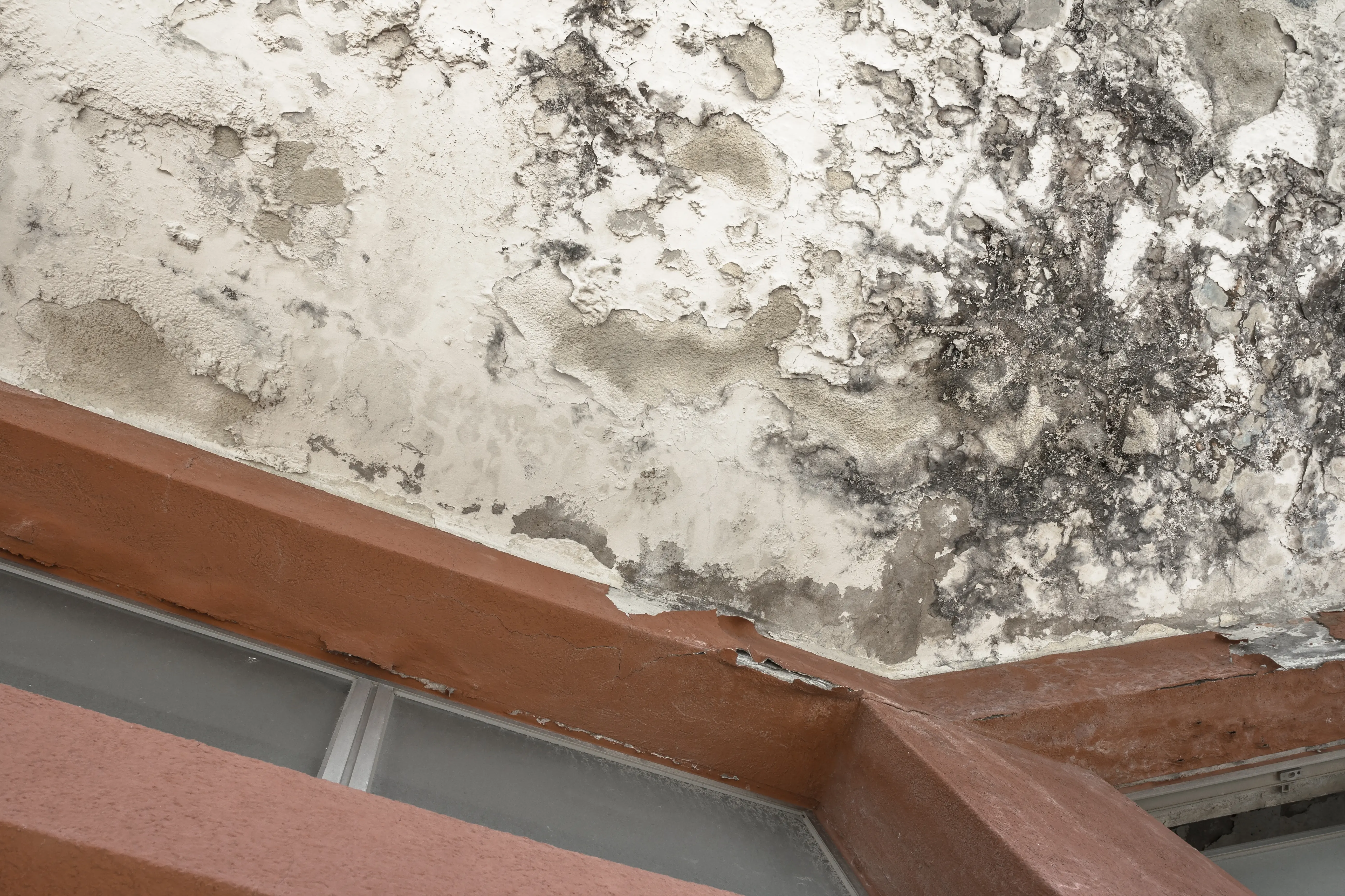 Mold Damage Repair