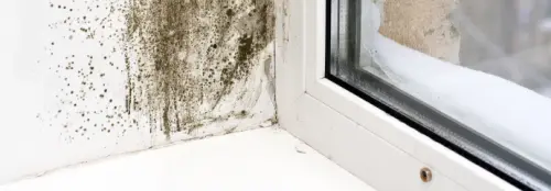 Mold Remediation